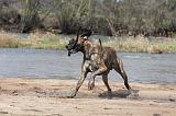 DOGUE ALLEMAND 188